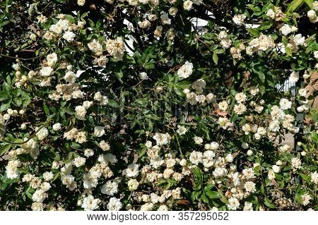 Hawaiian Hibiscus, Rose Mallow, Shoeblackplant Hibiscus Rosa-sinensis Is Tropical Small Tree In Thai