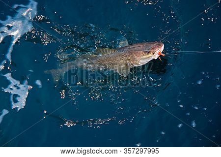 Caught In The Spinning Codfish Fish Appeared On The Surface Of The Water, Close-up, The Arctic, The 