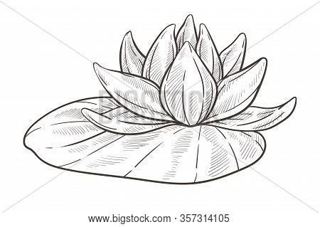 Water Flower Isolated Sketch, Lotus Bud With Leaf
