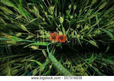 Two Red Poppies In Green Wheat Filed. Still Green Ears. Up To Bottom.