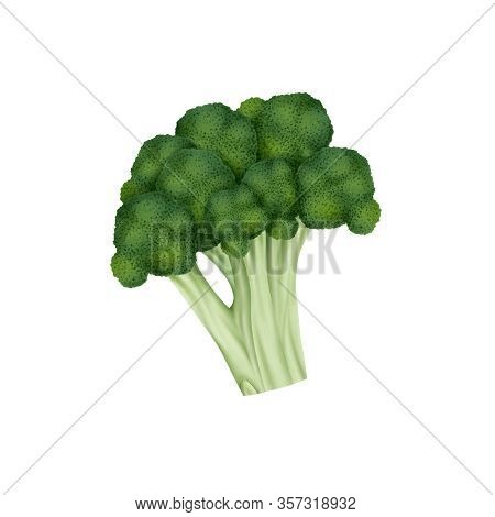 Flying Fresh Broccoli / Cabbage Vegetable Realistic Illustration Isolated On White Background.