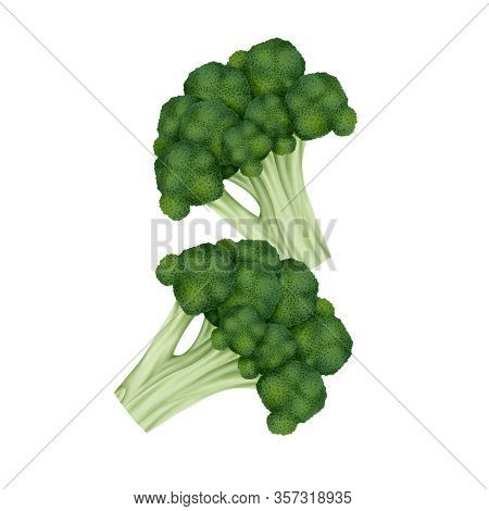 Flying Fresh Broccoli / Cabbage Vegetable Realistic Illustration Isolated On White Background.