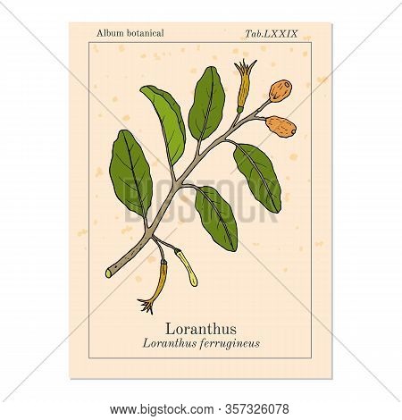 Loranthus Ferrugineus, Medicinal Plant. Hand Drawn Botanical Vector Illustration