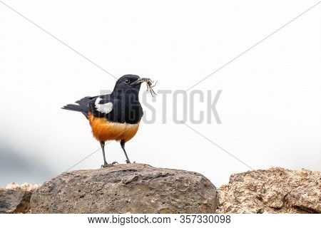 Mocking Cliff Chat On Wooden Log. Mocking Cliff Chat, Thamnolaea Cinnamomeiventrid, Is Perching On S