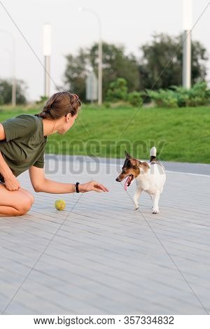Jack Russell Terriers Playing With A Ball. Having Fun Playing In Outdoors. Playful Mood. Loll Out. E