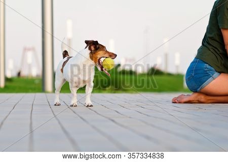 Jack Russell Terriers Playing With A Ball. Having Fun Playing In Outdoors. Playful Mood. Loll Out. E