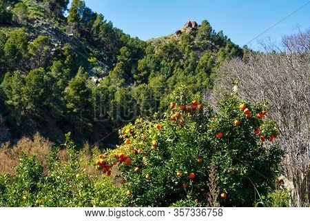 The River Rio Seguro In The Little Village Of Abaran In Valley Ricote, In The Murcia Region, Spain