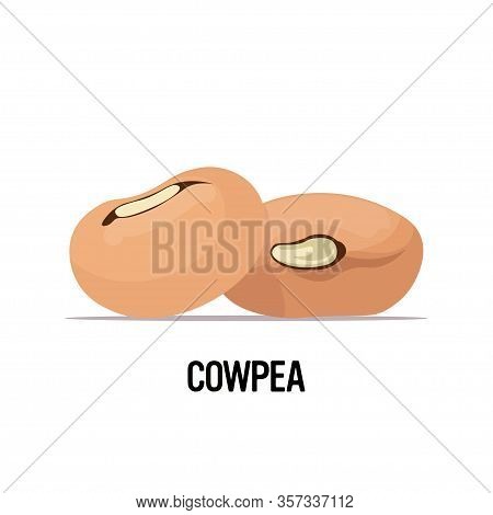 Cowpea Beans Organic Healthy Vegetarian Food On White Background Vector Illustration