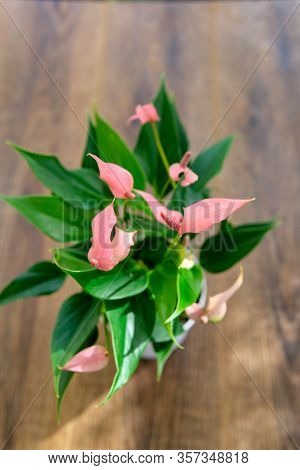 Spatifilum Plants In Pot On Brown Wooden Table. Close Up Potting Plants. Spring, Nature Background.