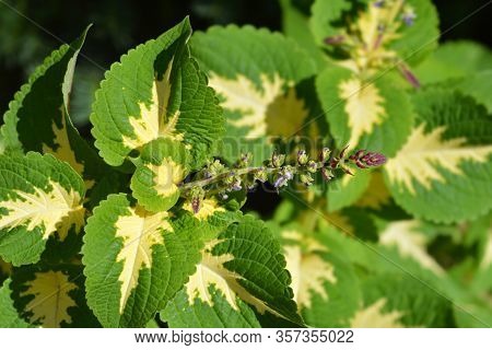 Painted Nettle Flower - Latin Name - Plectranthus Scutellarioides (solenostemon Scutellarioides)