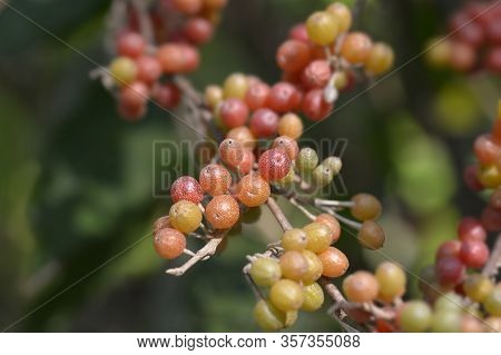 Autumn Olive Branch - Latin Name - Elaeagnus Umbellata