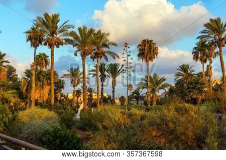 Sunset. Old Yaffo - one of the most ancient cities of the world. Palm trees on the hill 