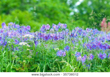 geranium kwitnienia lato