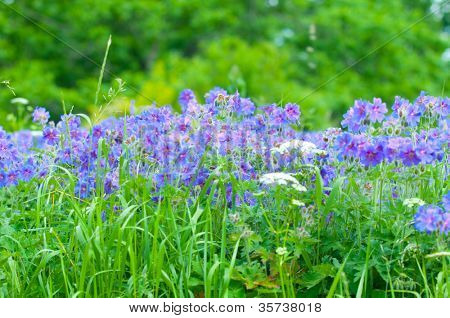 geranium kwitnienia lato