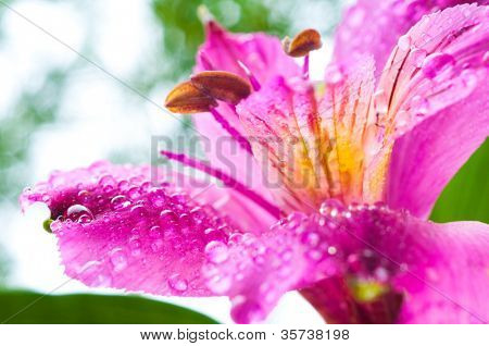 Alstroemeria / fiore e goccia di rugiada