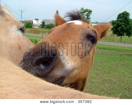 Ładny źrebię