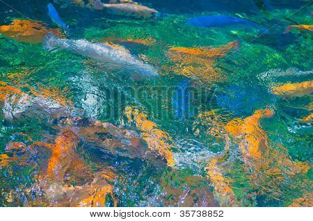 เทราต์หลายสีว่ายน้ำในแม่น้ำดื่ม