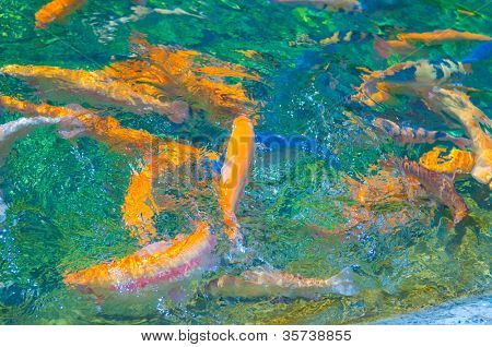 เทราต์หลายสีว่ายน้ำในแม่น้ำดื่ม