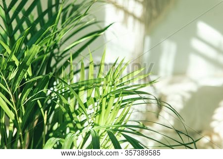 Close Up Of Green Fresh Tropical Houseplant Palm Leaves With Blurred Light And Shadow Wall Backgroun