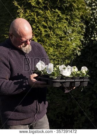 Elderly Bald Man Stands In The Garden With White Violins In Flower Pots In His Hands. Large-flowered