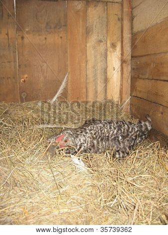 hen sitting on a nest on the hay