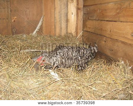 hen sitting on the nest on the hay