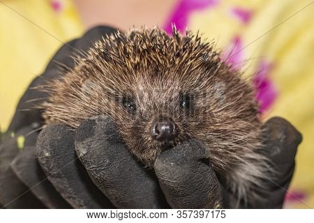 Hedgehog In The Arms. Dark Lighting. Hand In A Glove Of Dark Color. Hard Shadows. Shallow Depth Of F