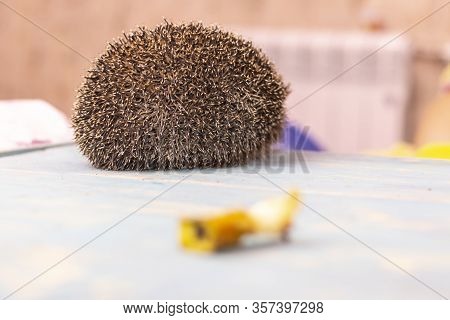 Hedgehog On A Wooden Background In Retro Style. Dark Lighting. Hand In A Glove Of Dark Color. Hard S