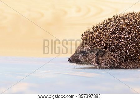 Hedgehog On A Wooden Background In Retro Style. Dark Lighting. Hand In A Glove Of Dark Color. Hard S