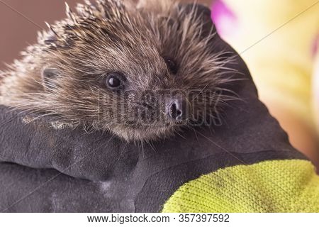 Hedgehog In The Arms. Dark Lighting. Hand In A Glove Of Dark Color. Hard Shadows. Shallow Depth Of F