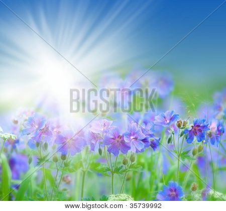 geranium kwitnienia lato