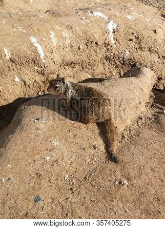 A squirell on a stone in the desert