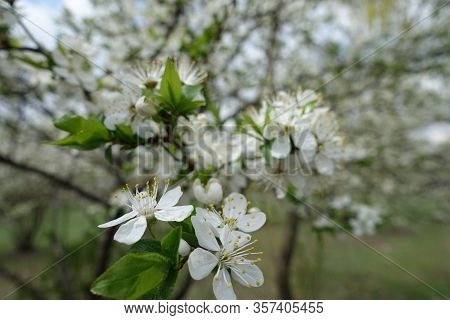 Bloom Of Sour Cherry Tree In Mid April