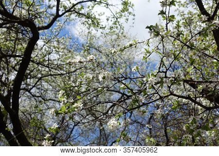 Blossoming Branches Of Sour Cherry Tree Against The Sky