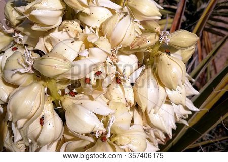 Many ladybirds on white flowers in spring