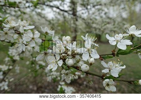 Buds And White Flowers Of Sour Cherry Tree In Mid April