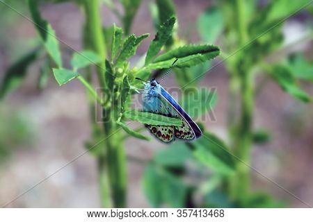 Chalkhill Blue Polyommatus Coridon Butterfly In The Family Lycaenidae, Sitting On A Plant, Close Up.
