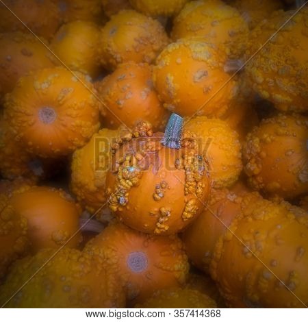 Warty Goblins For Sale In The Market, One Is Is In Focus And Brighter Than The Others, To Illustrate