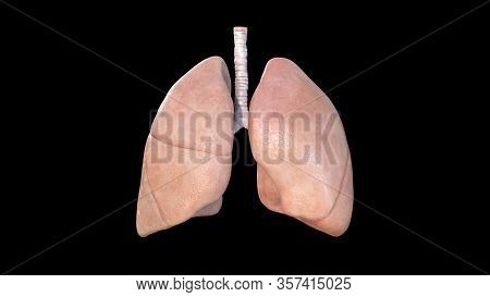 Lungs Anatomy, Human Respiratory System, Pneumonia, Coronavirus, Covid-19, Autopsy Medical Concept. 