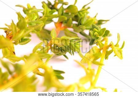 Sprigs Of Fresh Thyme On A White Background, Close-up, Macro Pfoto.