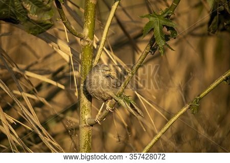 Singing Bird On Tree With Blurred Background