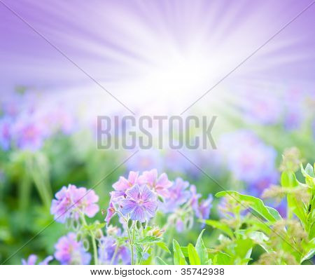 geranium kwitnienia lato / makro
