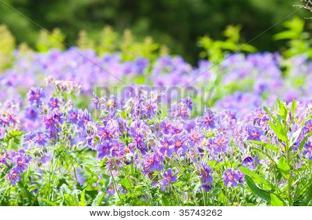 geranium kwitnienia lato / makro