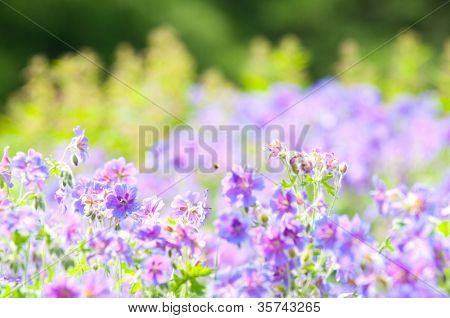 geranium kwitnienia lato / makro