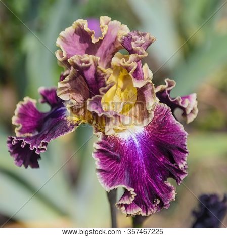 Iris Germanica. Closeup Of Flower Bearded Iris `montmartre ` In Garden.a Plant With Impressive Flowe