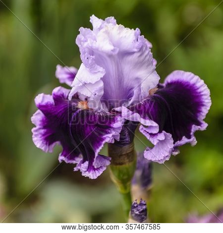 Iris Germanica. Closeup Of Flower Bearded Iris 