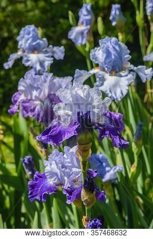 Blue Irises In The Garden, Perennial Garden. Gardening. Bearded Iris Group Of Colorful Irises In The