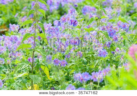 geranium kwitnienia lato / makro