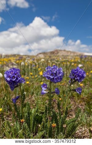 A Group Of Blue Sticky Polemonium Flowers Growing At A High Elevation With A Background Of Yellow Bu
