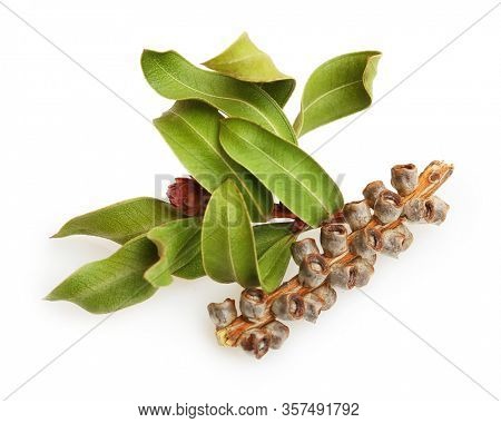 Tea tree, Melaleuca twig with dried leaves and seeds isolated on white background.